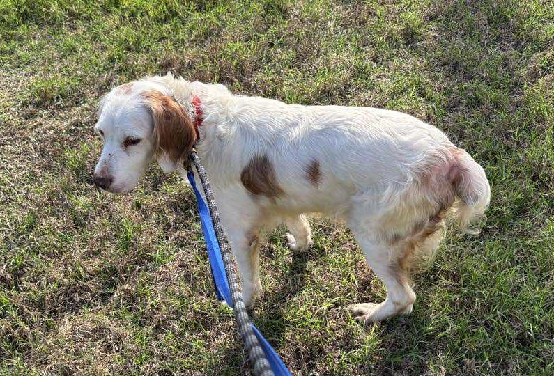 Shanna, a Adoptable English Setter in St. Louis, MO image 3/6