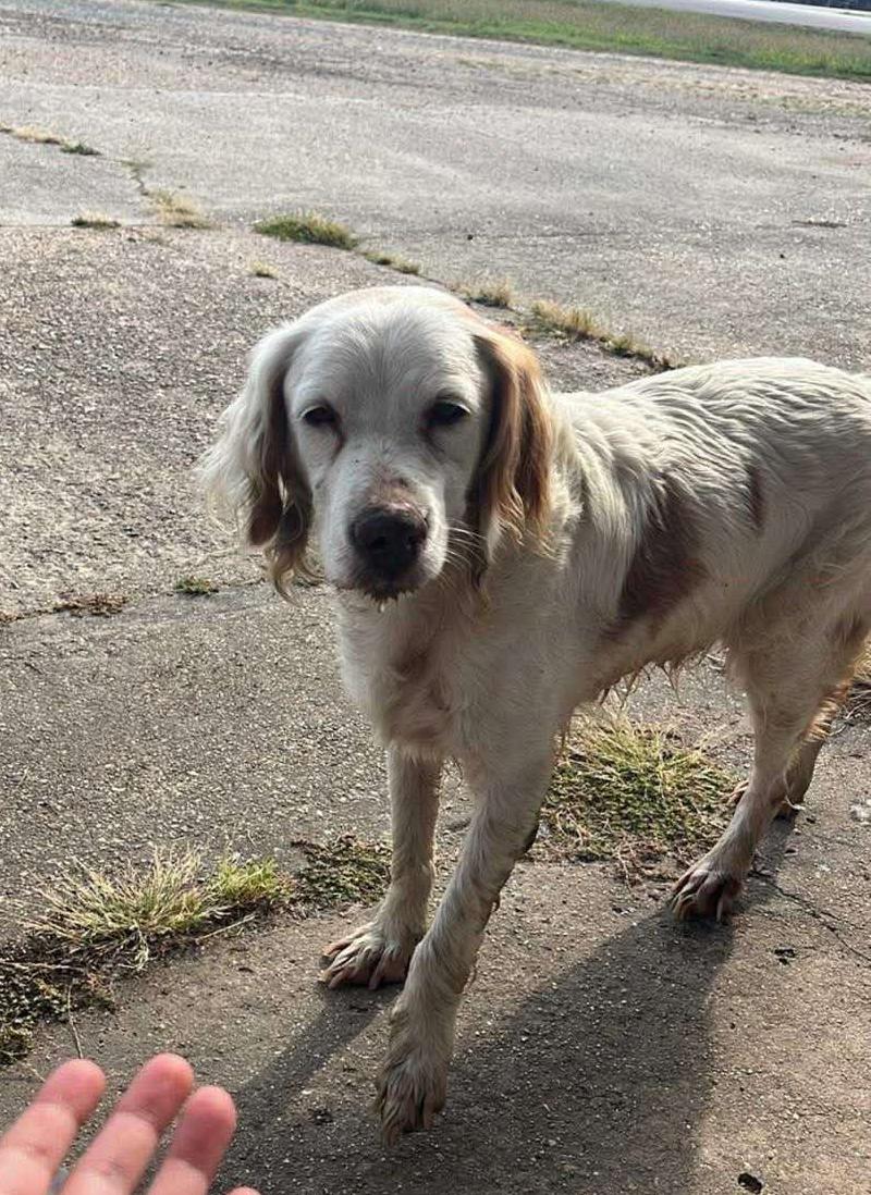 Shanna, a Adoptable English Setter in St. Louis, MO image 2/6