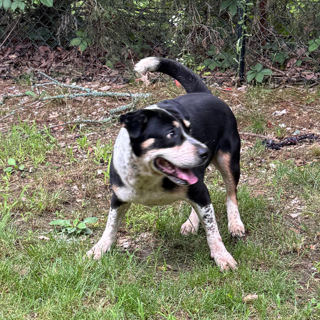 Lyric, a Adoptable mixed breed in Eureka Springs, AR image 2/6