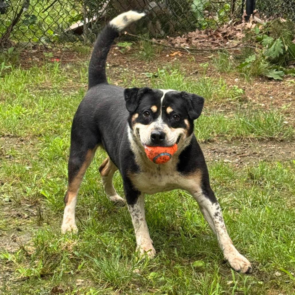 Lyric, a Adoptable mixed breed in Eureka Springs, AR image 3/6