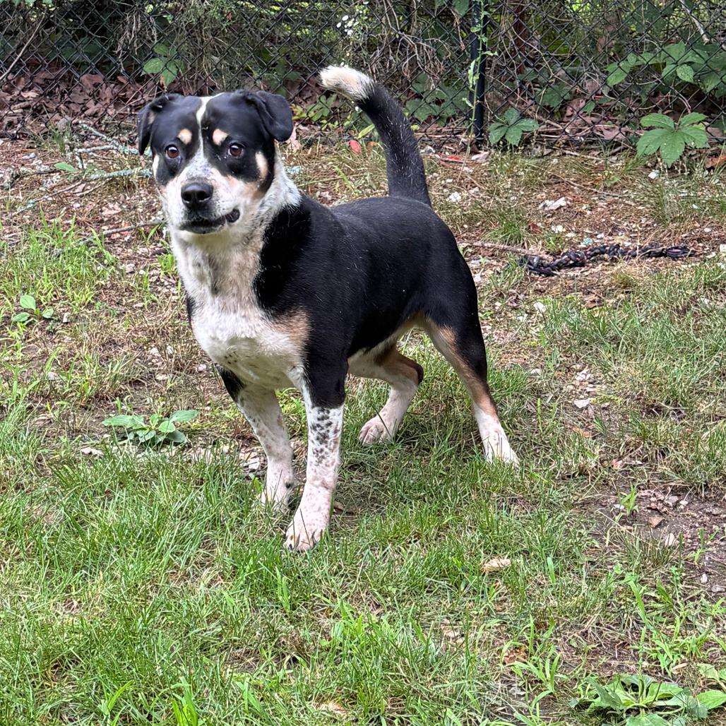 Lyric, a Adoptable mixed breed in Eureka Springs, AR image 4/6