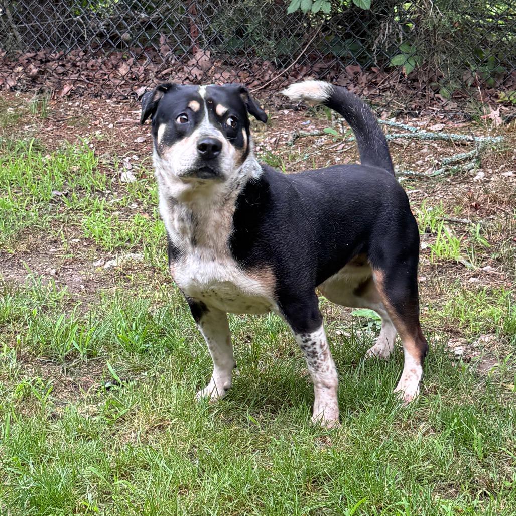 Lyric, a Adoptable mixed breed in Eureka Springs, AR image 5/6
