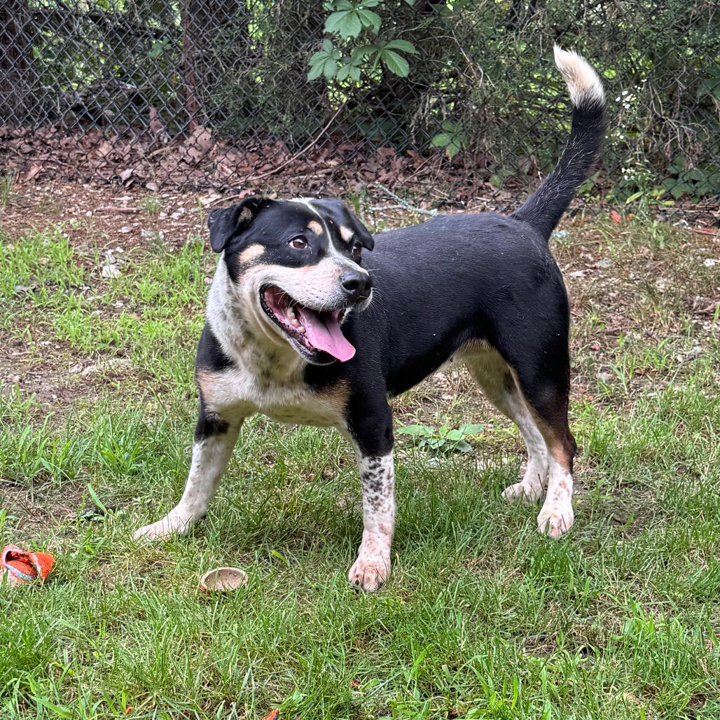 Lyric, a Adoptable mixed breed in Eureka Springs, AR image 6/6