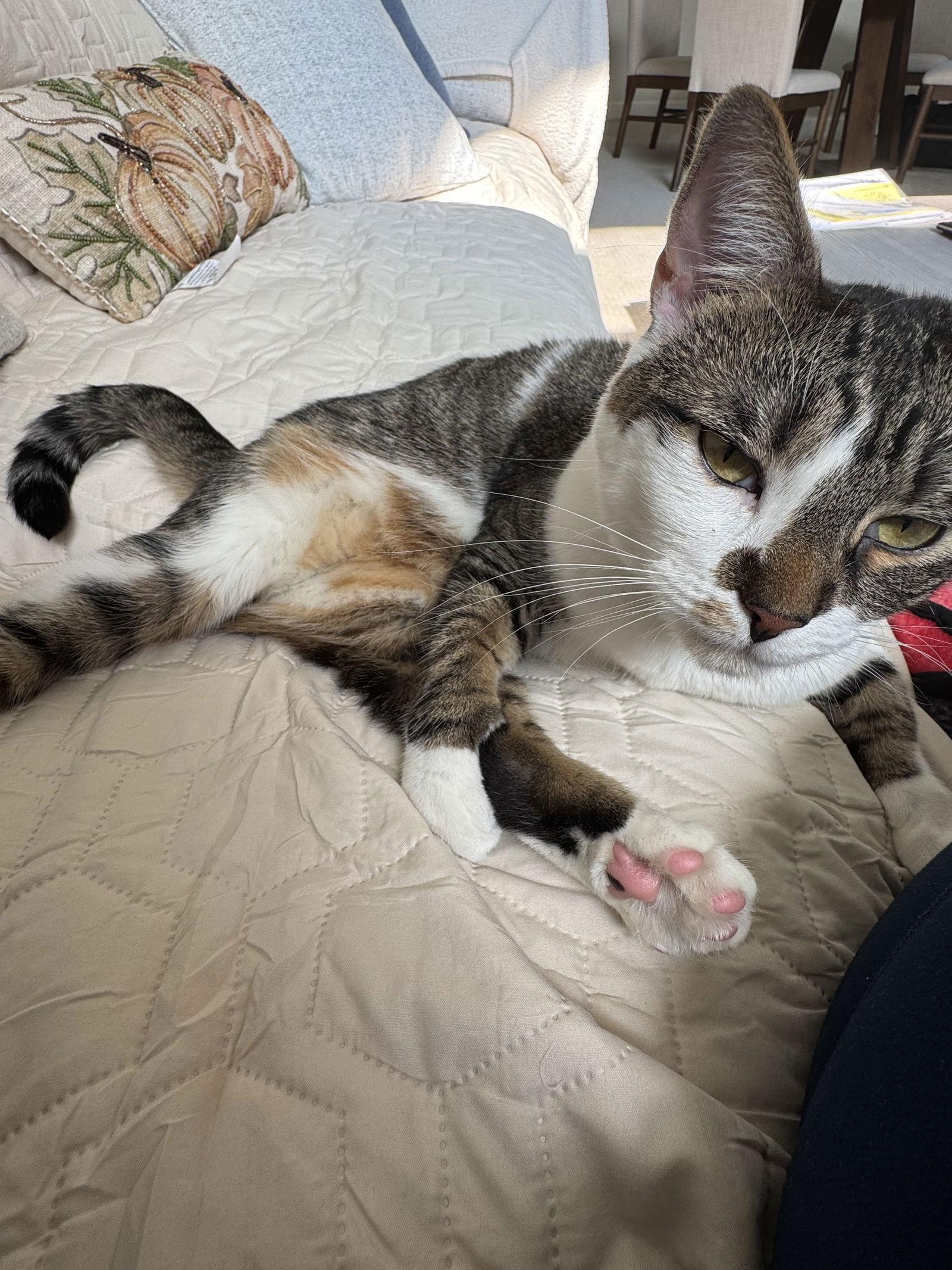 Enlarge Page, a Adoptable Domestic Short Hair in Trenton, NJ image 1/3