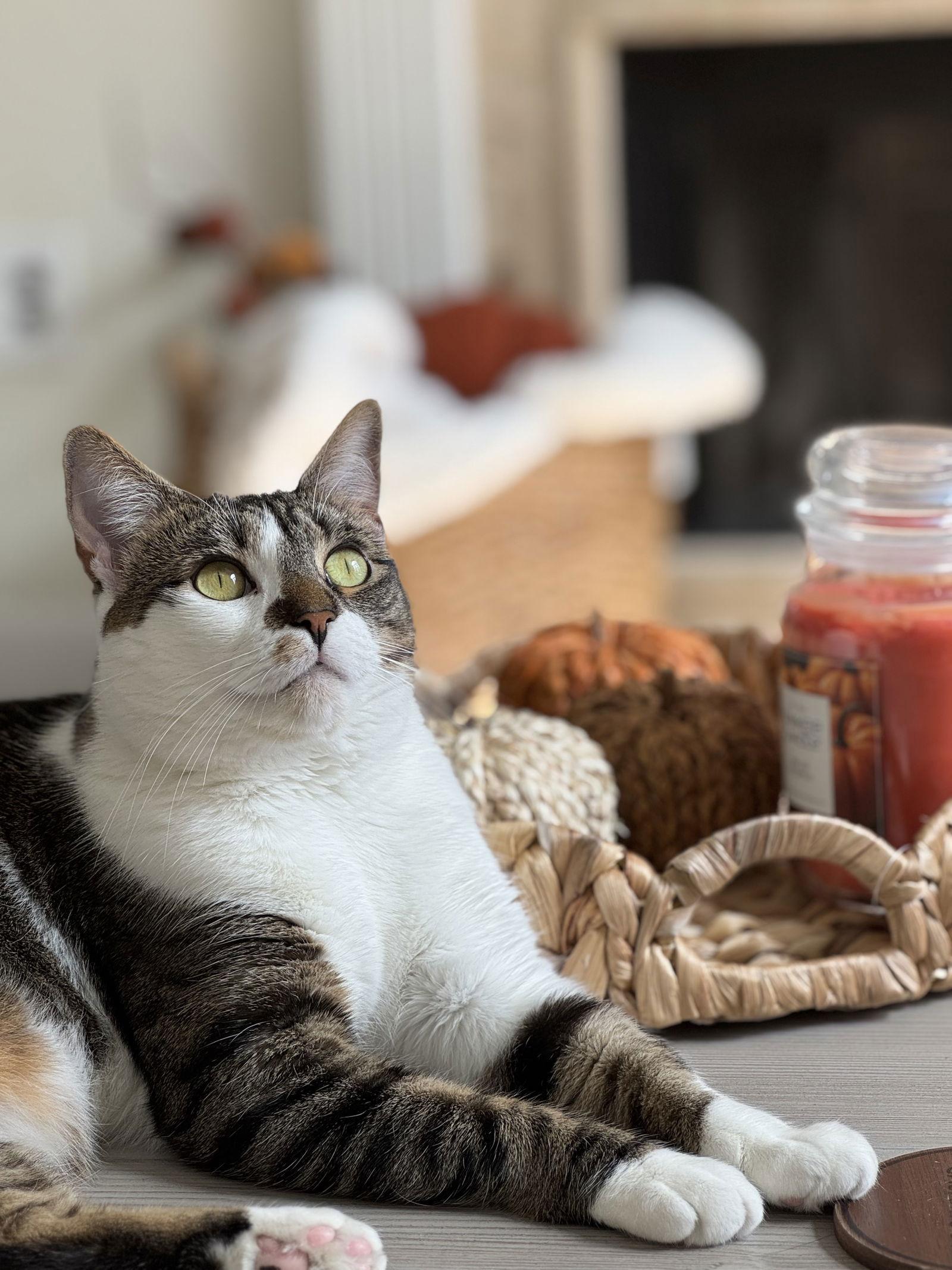 Enlarge Page, a Adoptable Domestic Short Hair in Trenton, NJ image 2/3