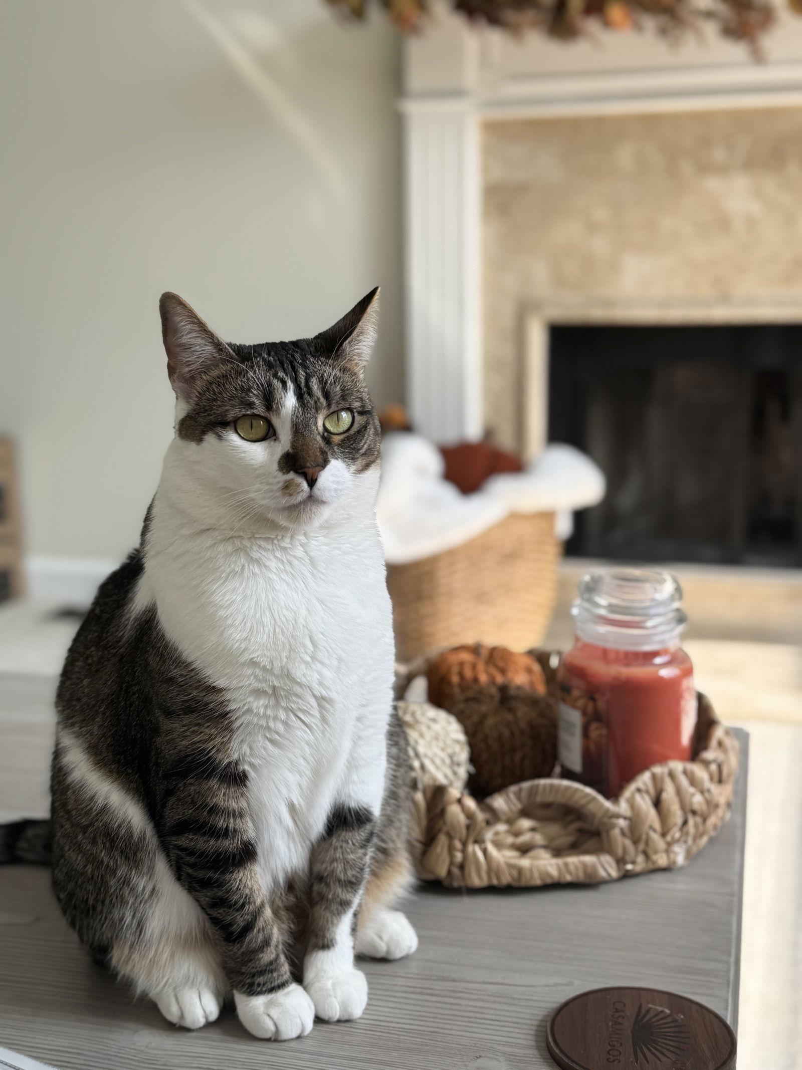 Enlarge Page, a Adoptable Domestic Short Hair in Trenton, NJ image 3/3