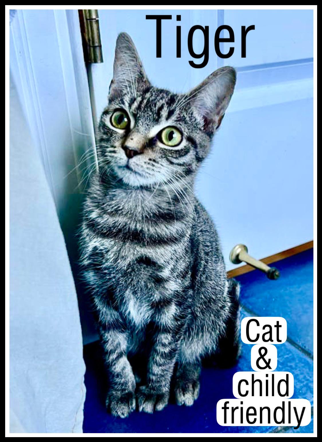 Tiger (FKA Twiggy) FCID#08/28/2025-16