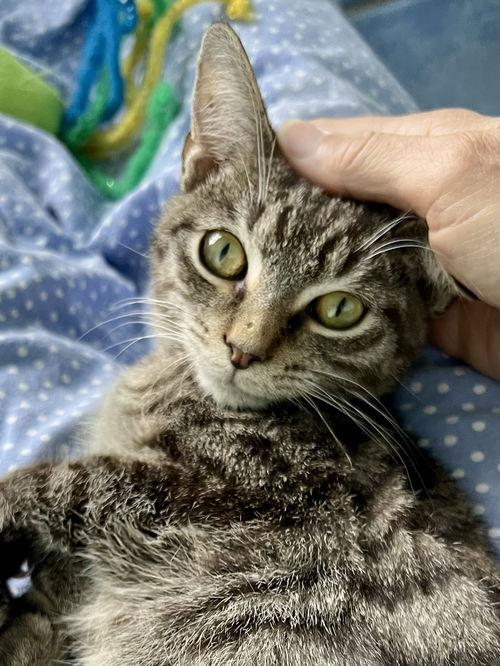 Tiger (FKA Twiggy) FCID#08/28/2025-16