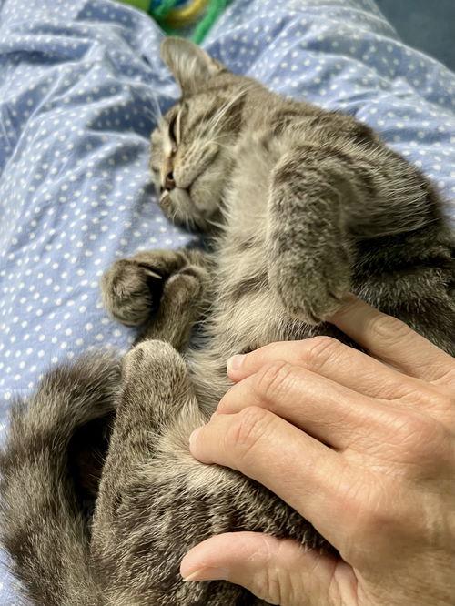 Tiger (FKA Twiggy) FCID#08/28/2025-16