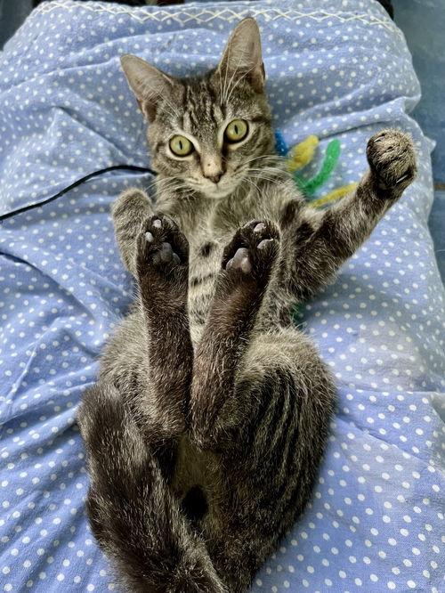 Tiger (FKA Twiggy) FCID#08/28/2025-16