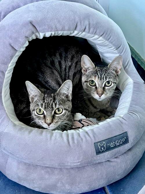 Tiger (FKA Twiggy) FCID#08/28/2025-16