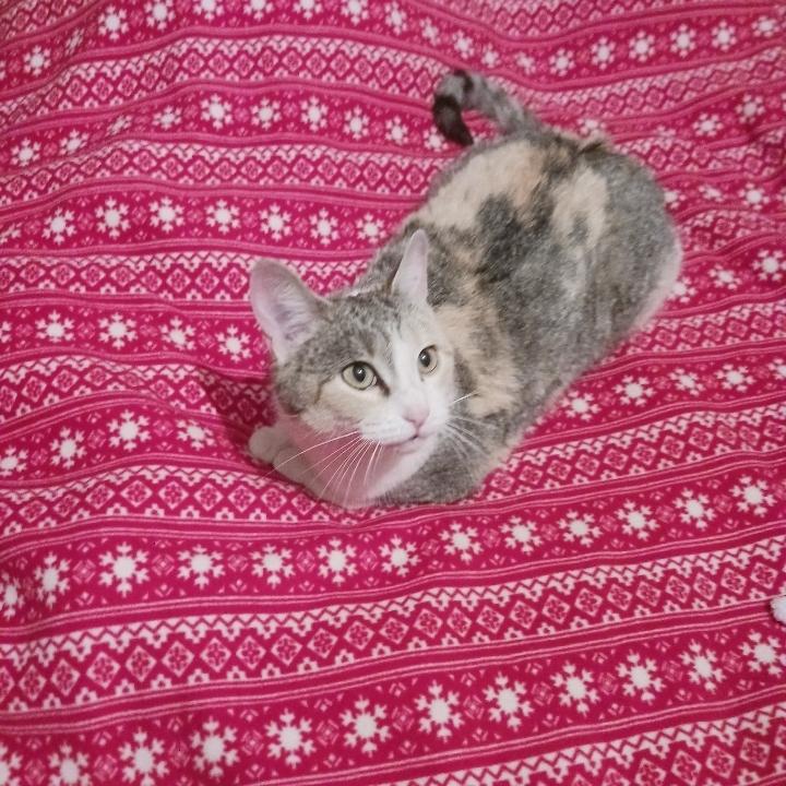 Enlarge Honey, a Adoptable mixed breed in La valle, WI image 1/2