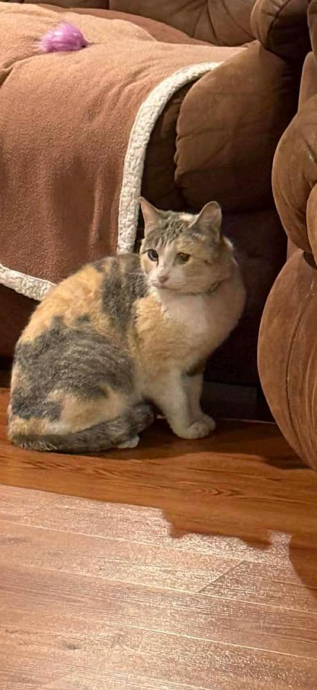 Enlarge Honey, a Adoptable mixed breed in La valle, WI image 1/1