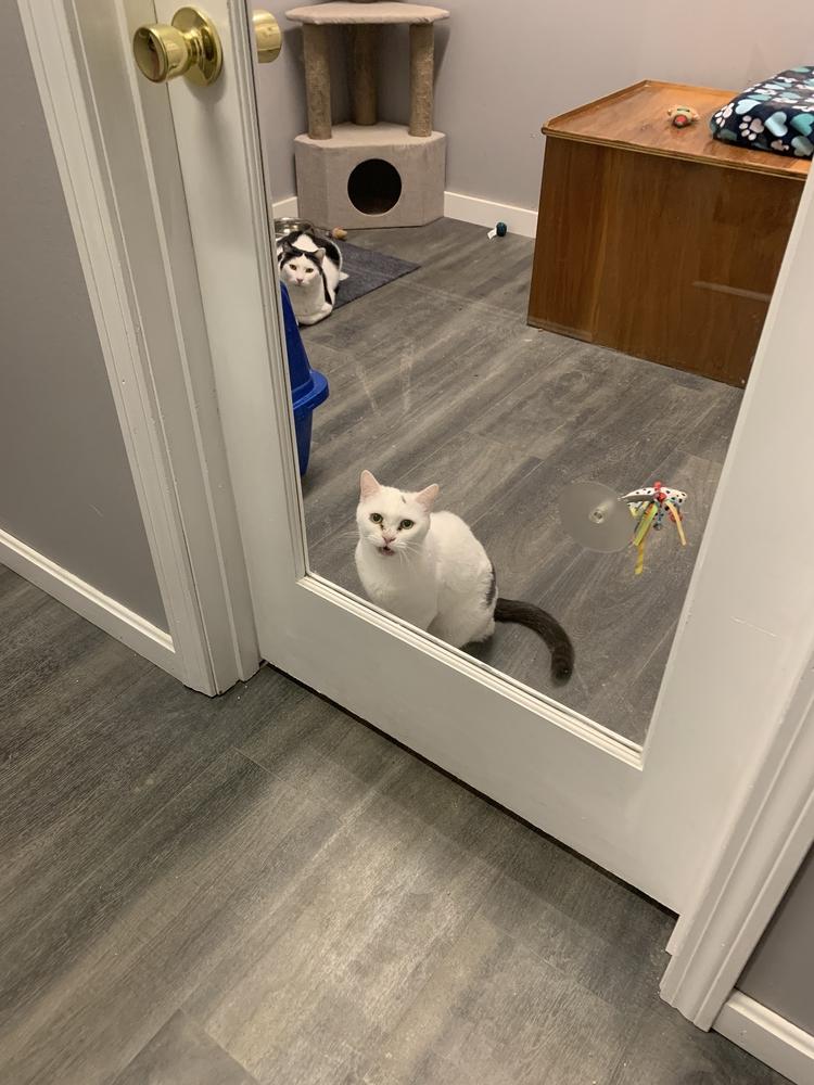 Enlarge Millie, a Adoptable mixed breed in Hudson, NH image 1/6