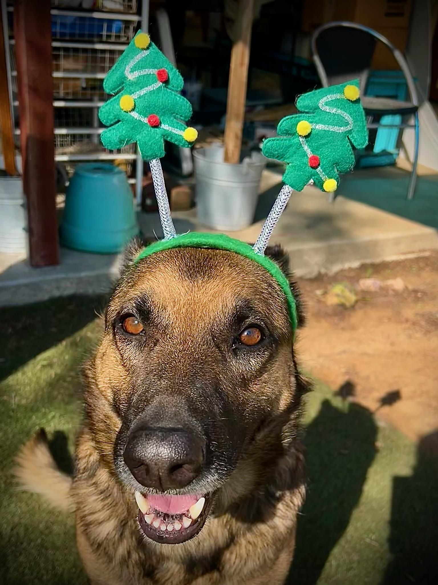 Enlarge Bear , a Adoptable German Shepherd Dog in santa monica, CA image 6/6