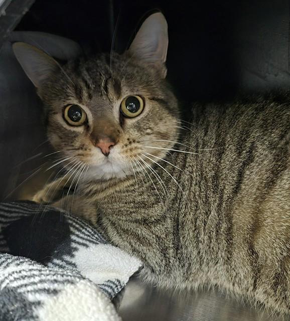 Enlarge SPUNK, a Adoptable Domestic Short Hair in Vaughan, ON image 1/1