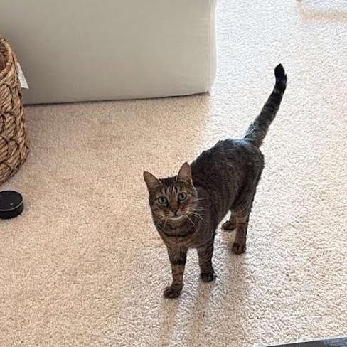 Enlarge Carmen, a Adoptable Domestic Short Hair in Charlottesville, VA image 2/3