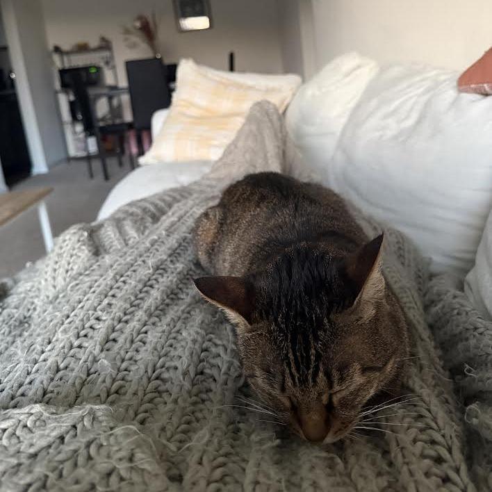 Enlarge Carmen, a Adoptable Domestic Short Hair in Charlottesville, VA image 3/3