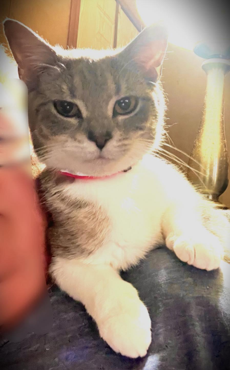 Dempsey, a ADOPTABLE Tabby in Richmond Dale, OH image 2/3