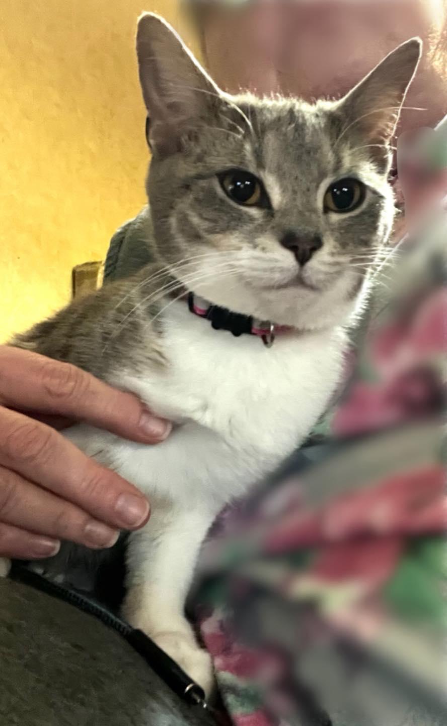 Dempsey, a ADOPTABLE Tabby in Richmond Dale, OH image 1/3