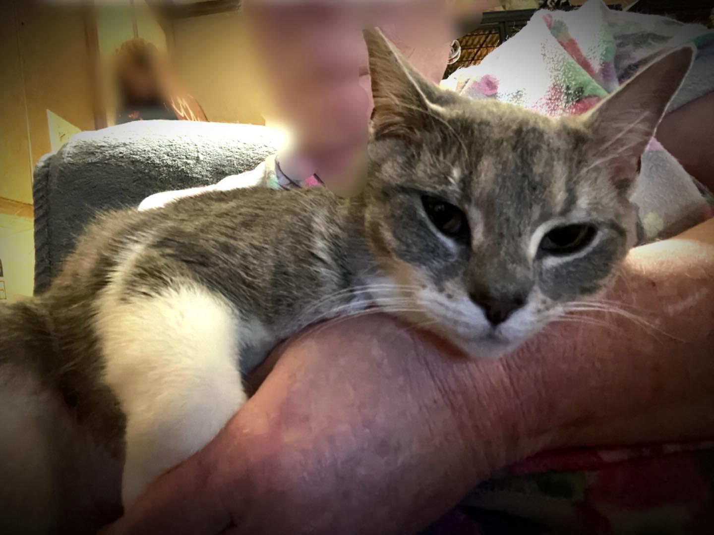 Dempsey, a ADOPTABLE Tabby in Richmond Dale, OH image 3/3
