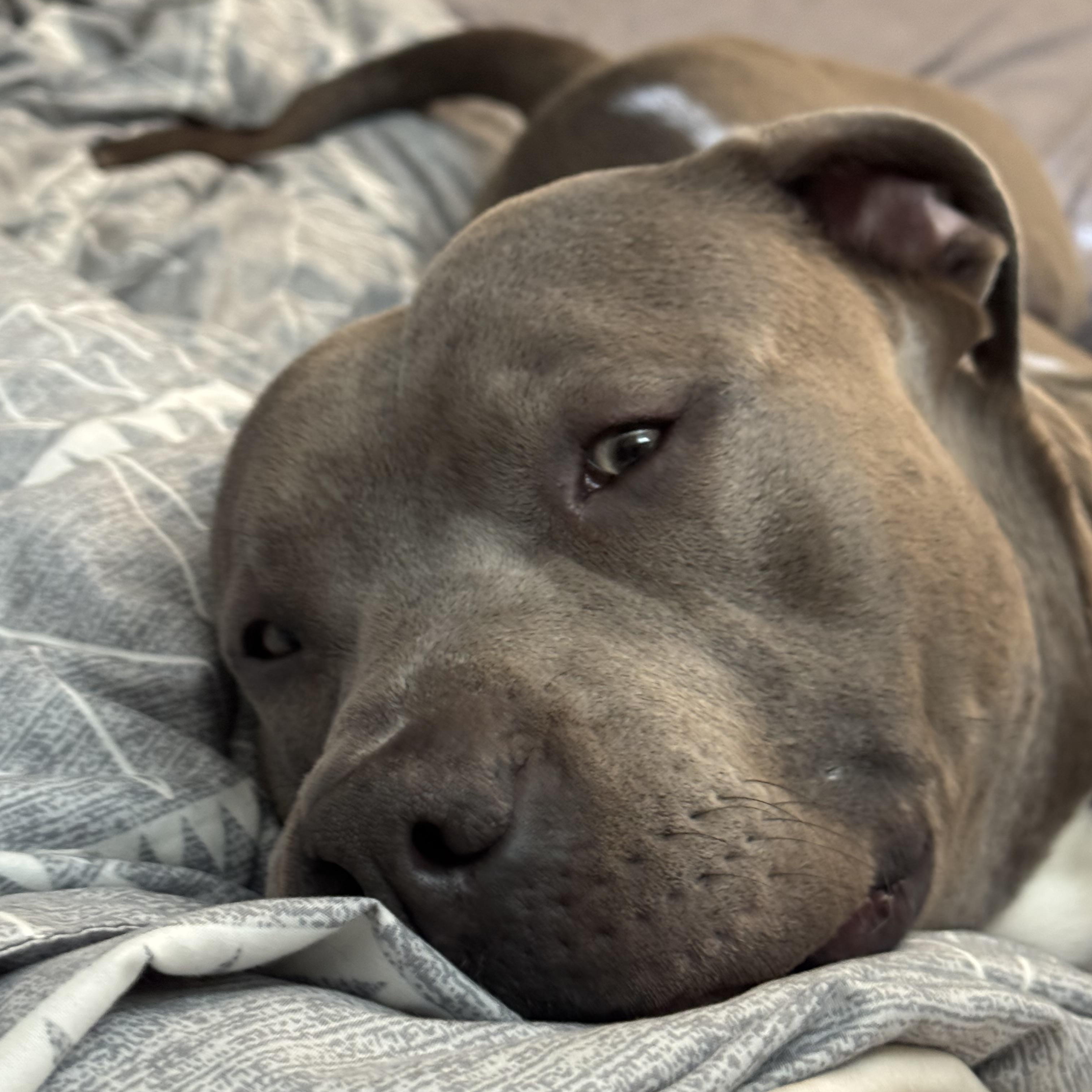 Enlarge Carver, a ADOPTABLE Pit Bull Terrier in Minneapolis, MN image 3/5