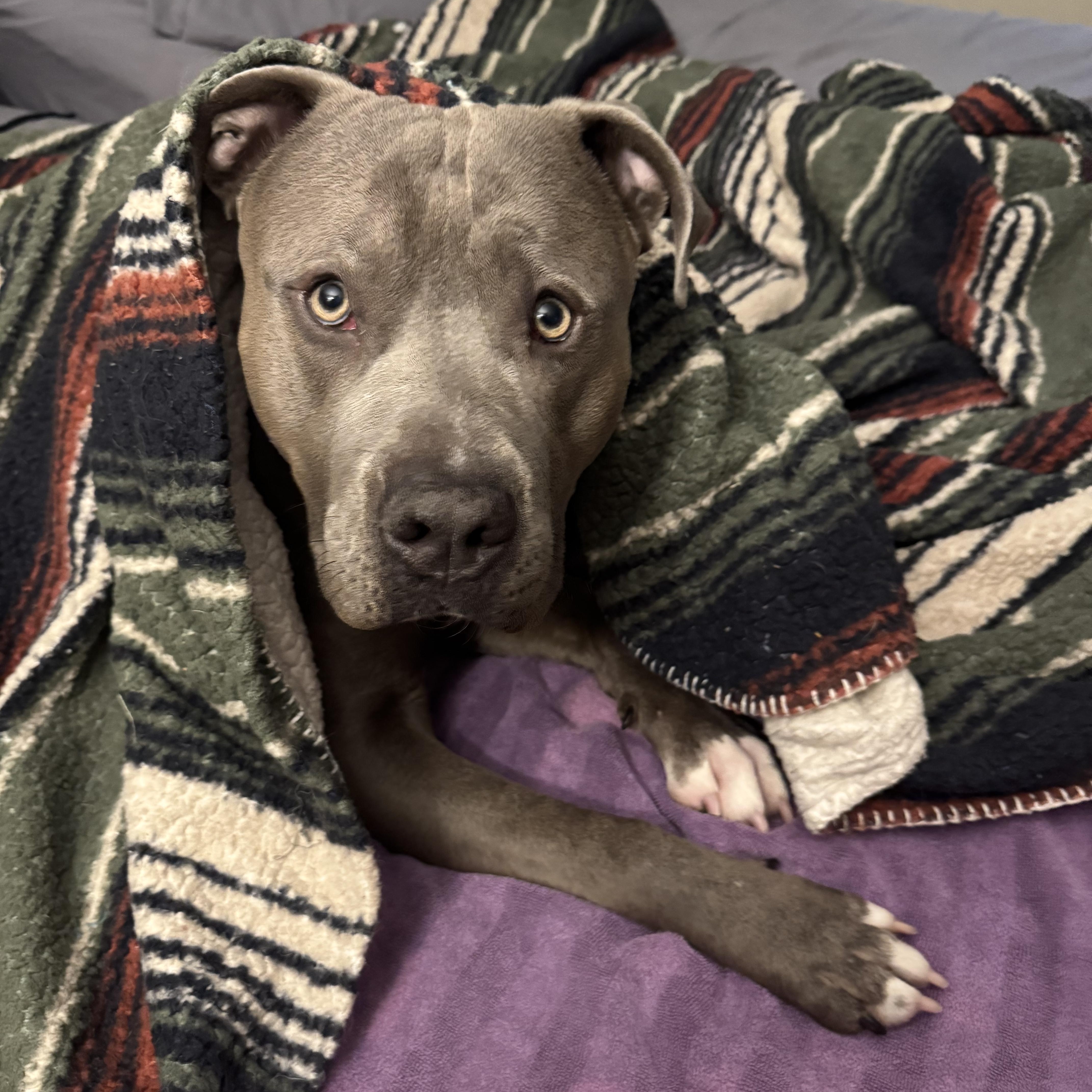 Enlarge Carver, a ADOPTABLE Pit Bull Terrier in Minneapolis, MN image 4/5