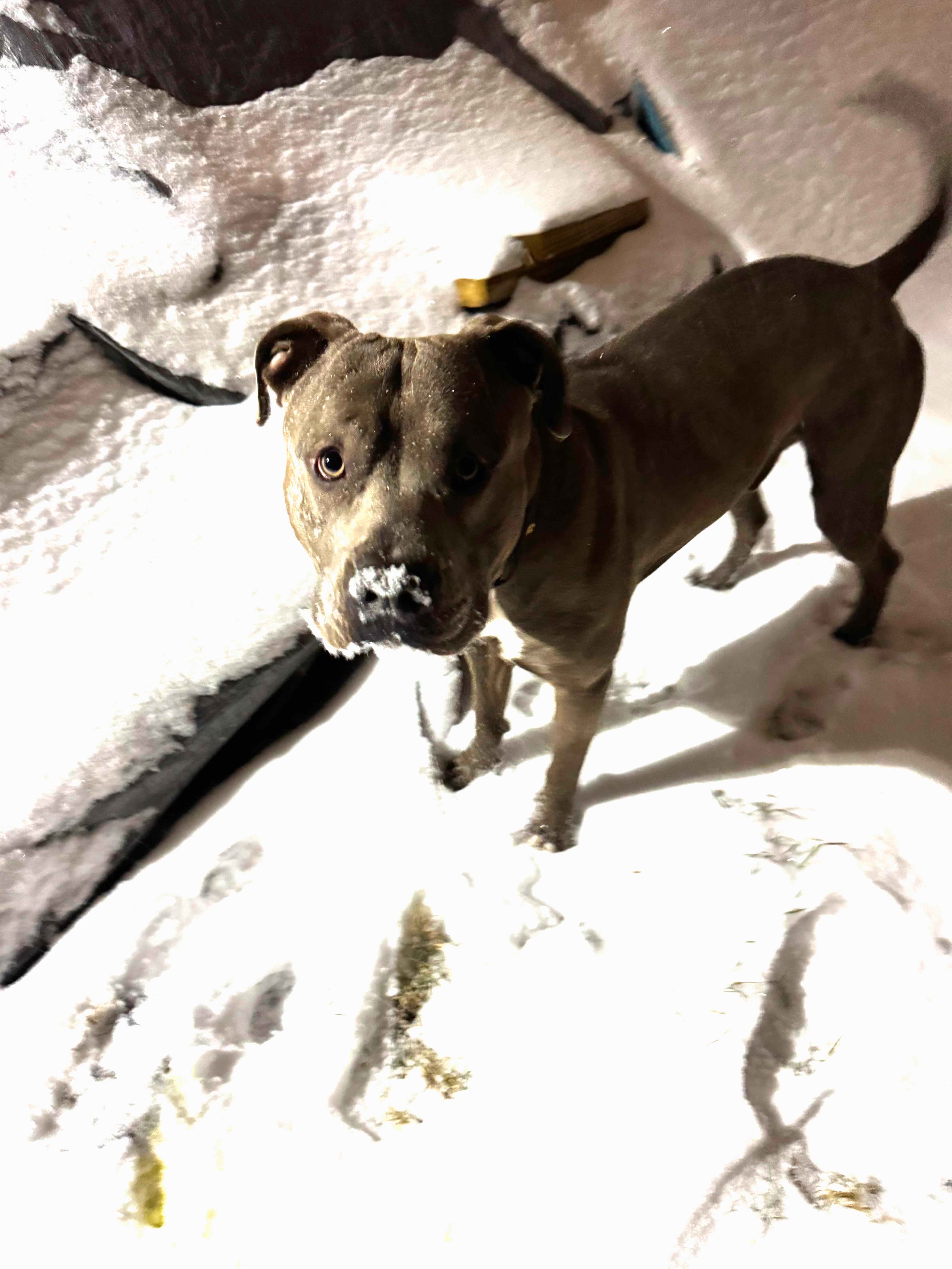 Enlarge Carver, a ADOPTABLE Pit Bull Terrier in Minneapolis, MN image 5/5