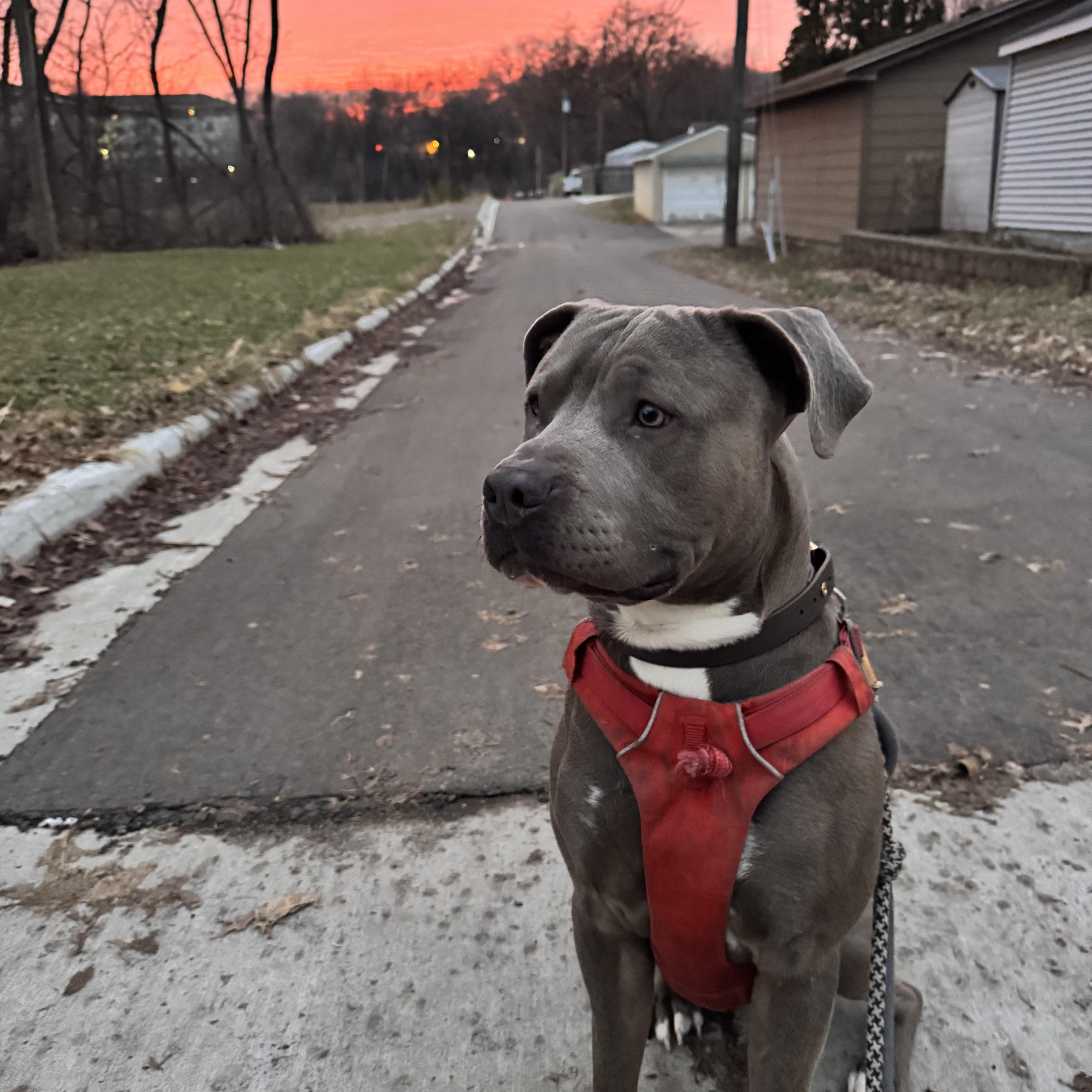 Enlarge Carver, a ADOPTABLE Pit Bull Terrier in Minneapolis, MN image 2/5