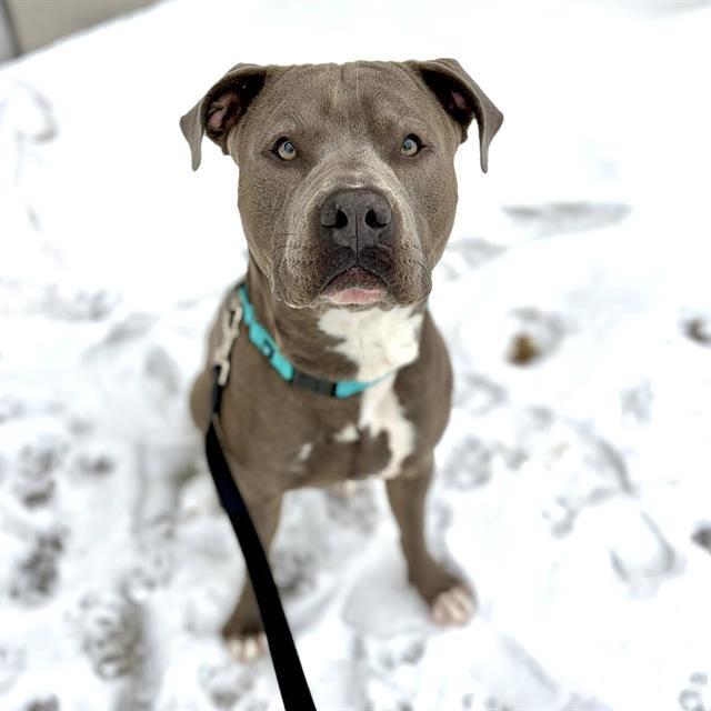 Carver, ADOPTABLE, Adult Male Pit Bull Terrier.