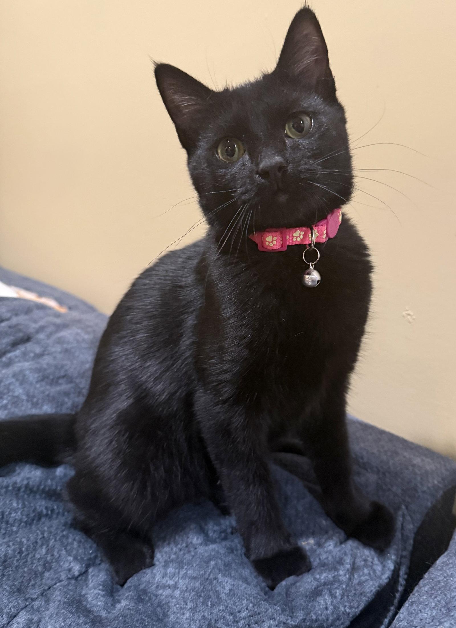 Clove: Not at shelter (Faith), Adoptable, Young Female Domestic Short Hair.