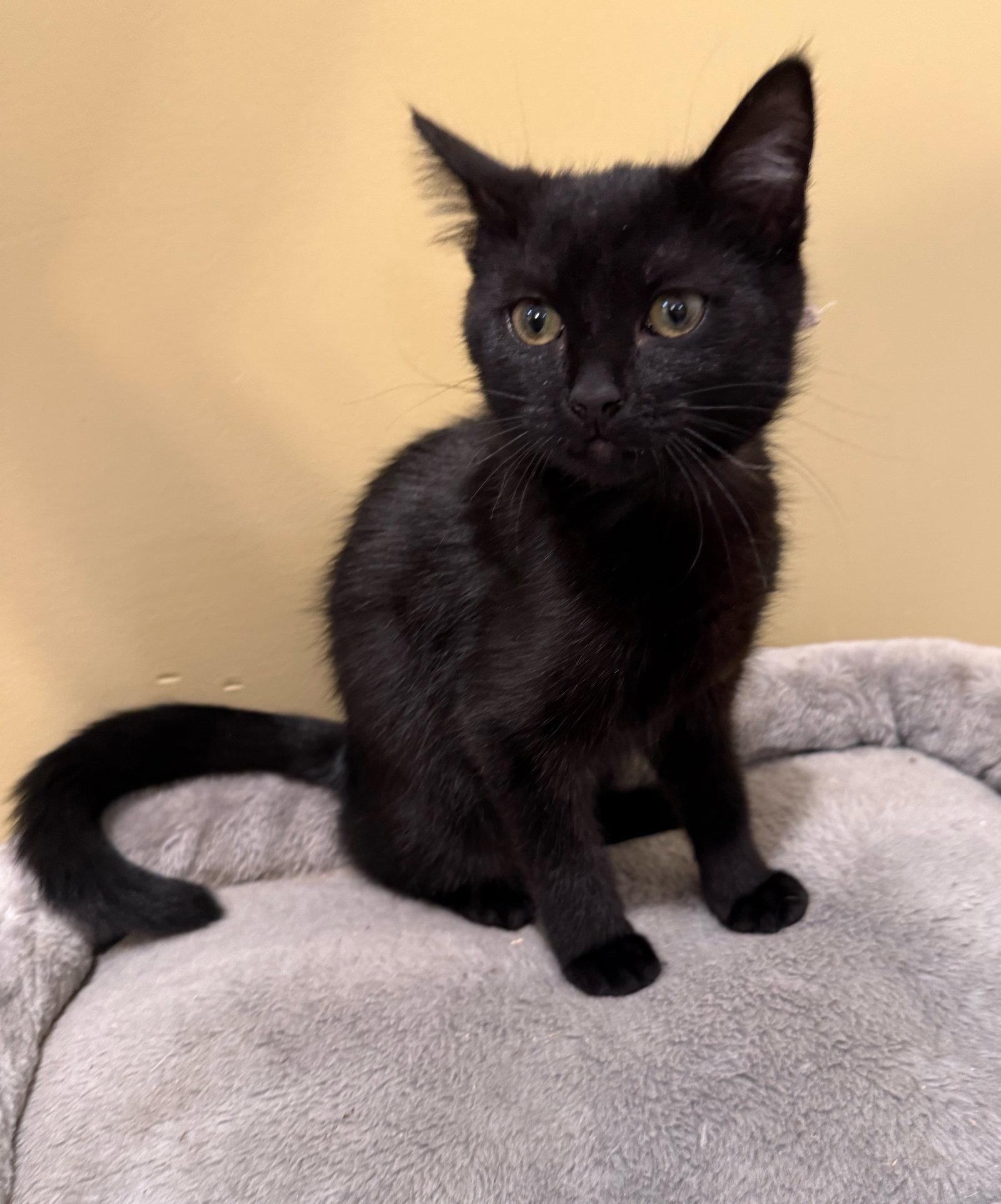 Clove: Not at shelter (Faith), Adoptable, Young Female Domestic Short Hair.