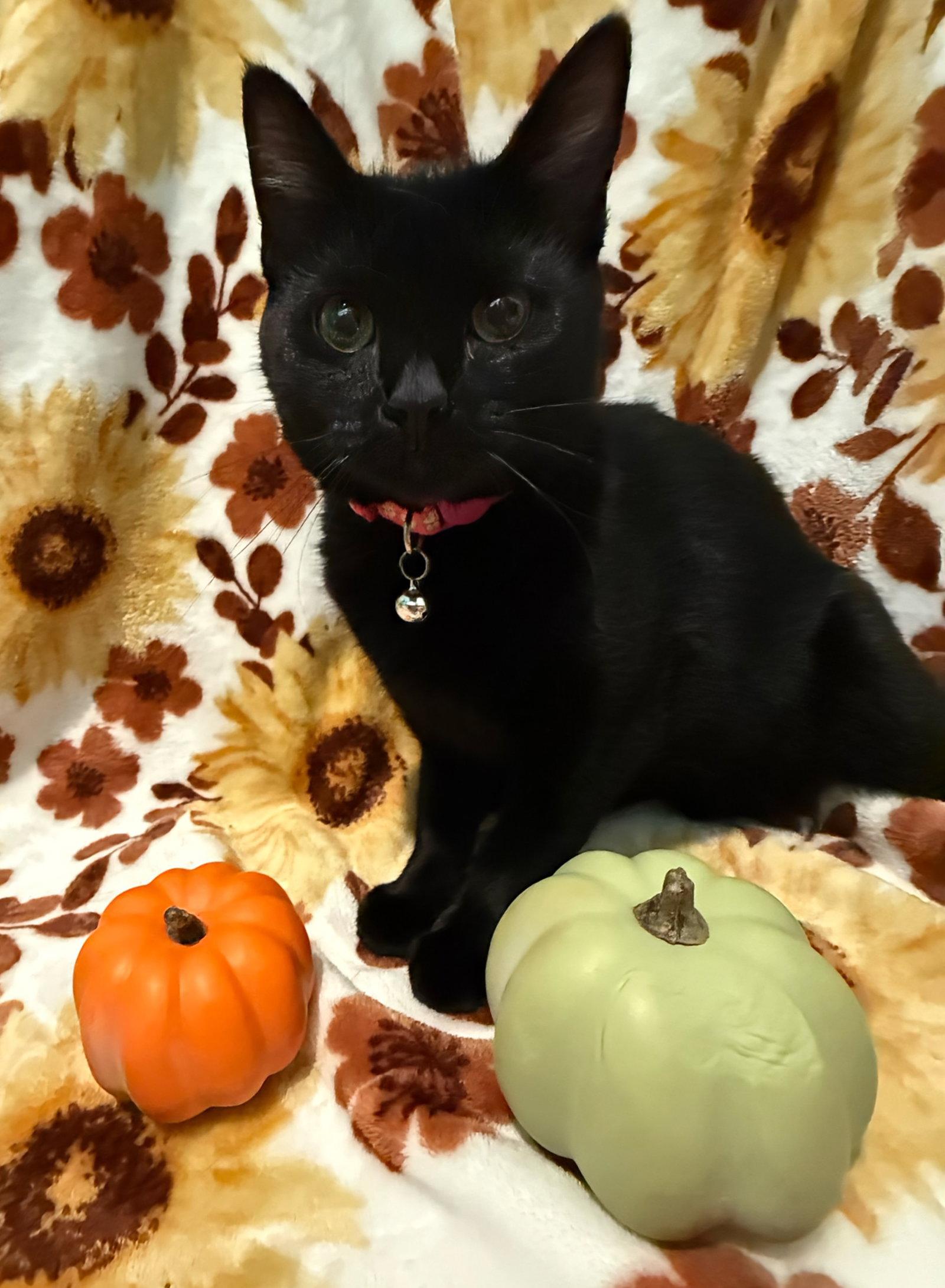 Enlarge Clove: Not at shelter (Faith), a Adoptable Domestic Short Hair in Rustburg, VA image 3/3