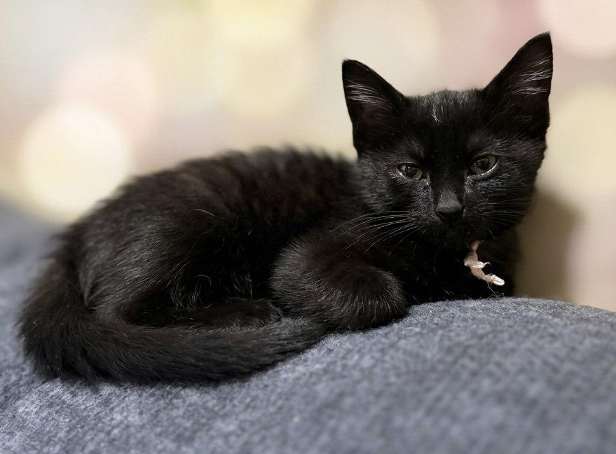 Enlarge Clove: Not at shelter (Faith), a Adoptable Domestic Short Hair in Rustburg, VA image 2/3