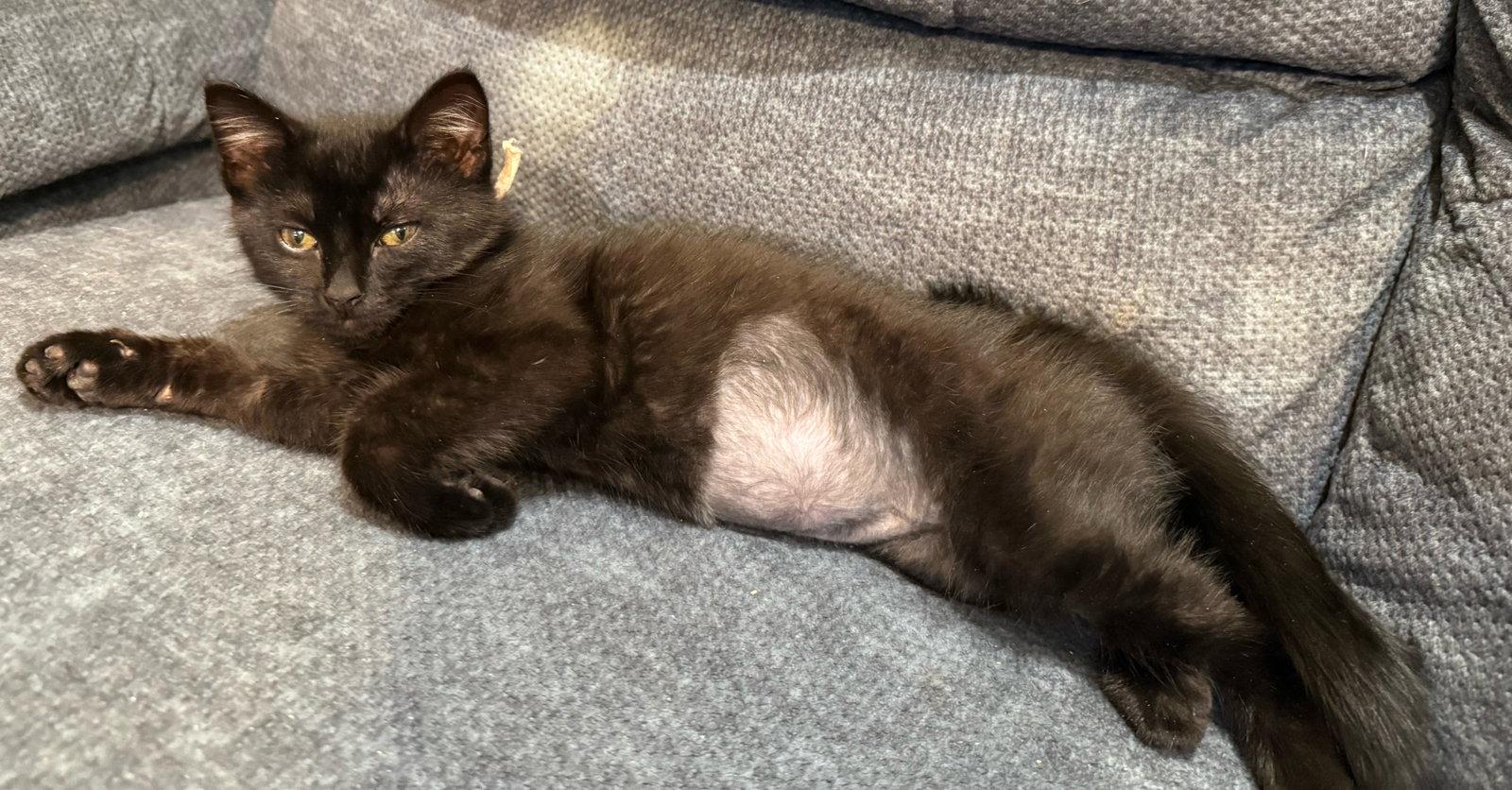 Enlarge Clove: Not at shelter (Faith), a Adoptable Domestic Short Hair in Rustburg, VA image 3/3