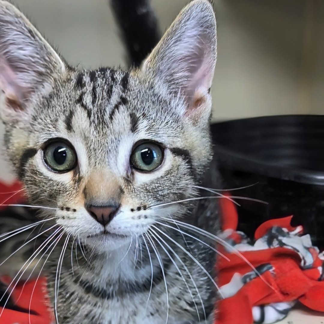 Sprite - Best Friends with 7Up, an adopted Domestic Short Hair in West Jefferson, OH image 3/6