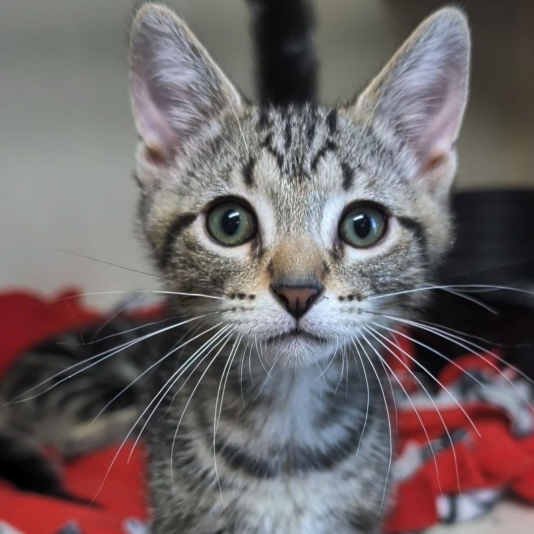 Sprite - Best Friends with 7Up, an adopted Domestic Short Hair in West Jefferson, OH image 2/6