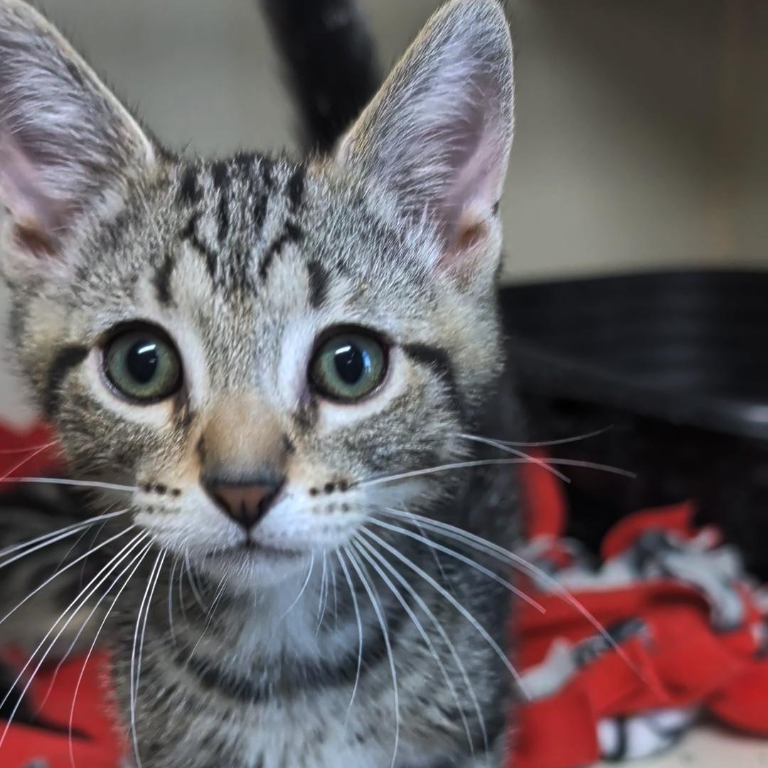 Sprite - Best Friends with 7Up, adopted, Kitten Male Domestic Short Hair.