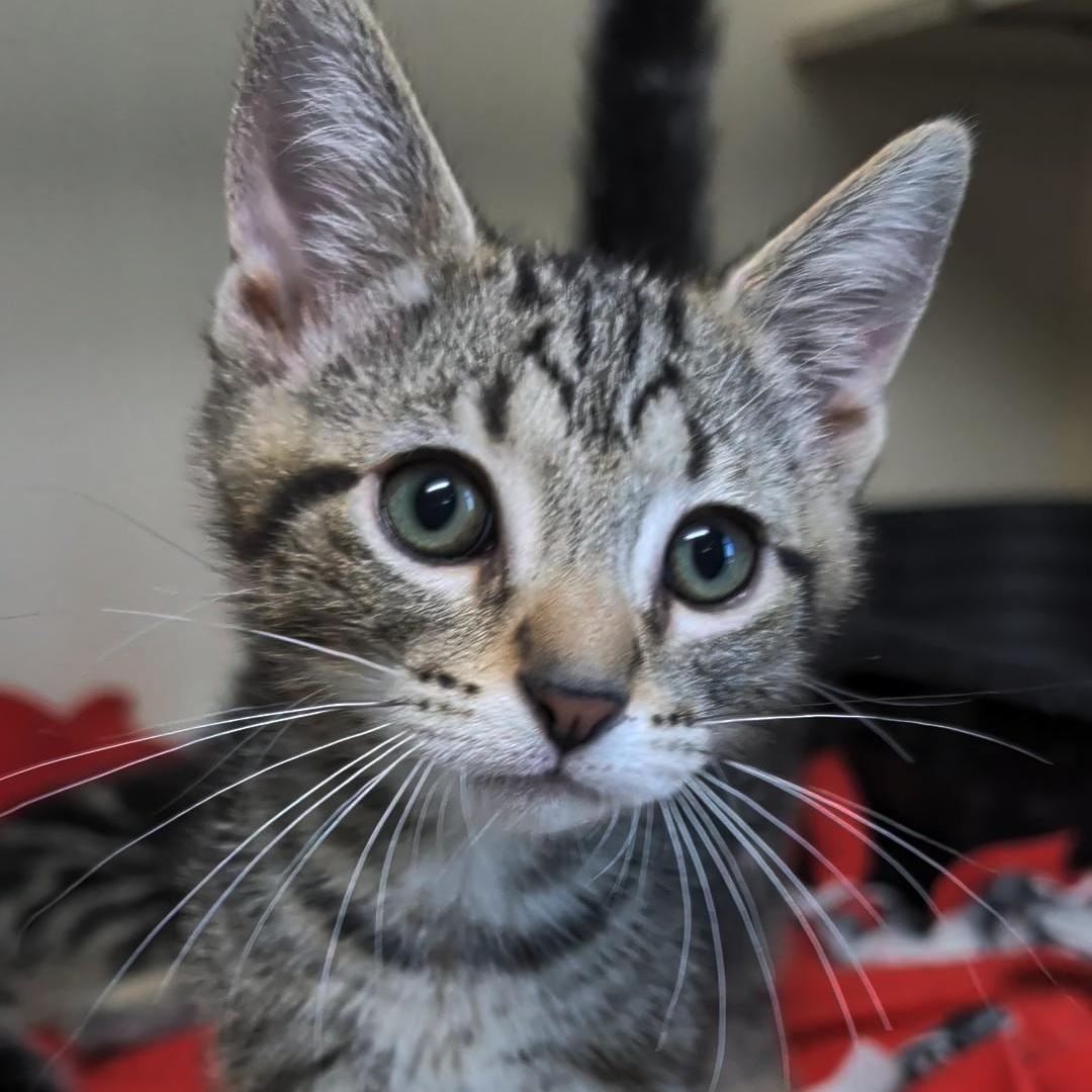 Sprite - Best Friends with 7Up, an adopted Domestic Short Hair in West Jefferson, OH image 6/6