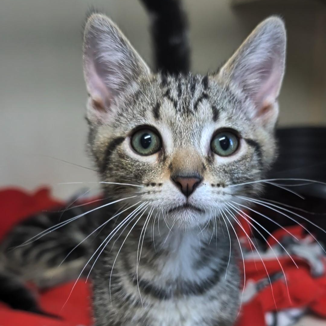 Sprite - Best Friends with 7Up, an adopted Domestic Short Hair in West Jefferson, OH image 4/6