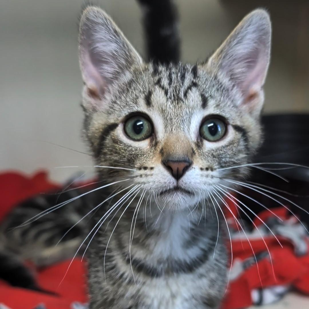 Sprite - Best Friends with 7Up, an adopted Domestic Short Hair in West Jefferson, OH image 5/6