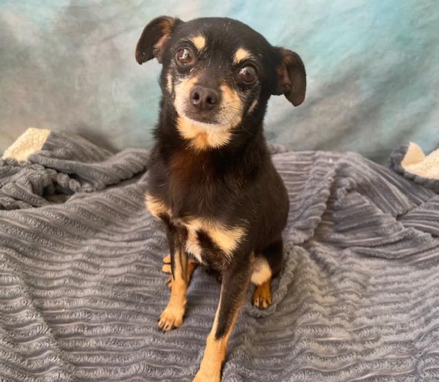 RUDY, Adoptable, Adult Male Chihuahua.