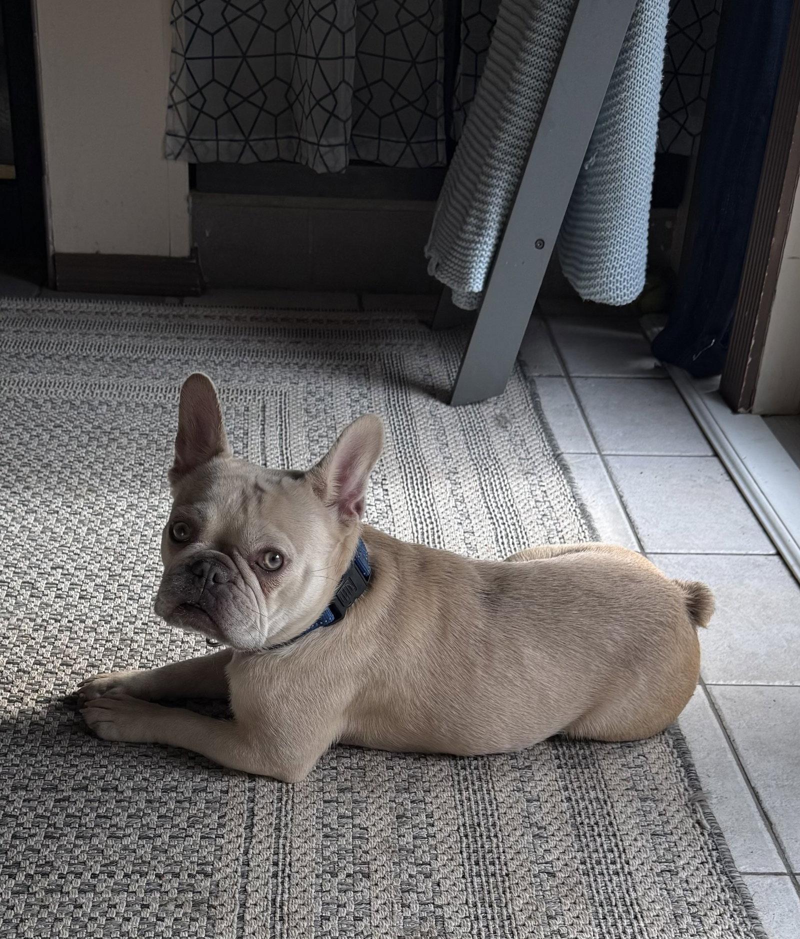 Delta, Adoptable, Adult Female French Bulldog.