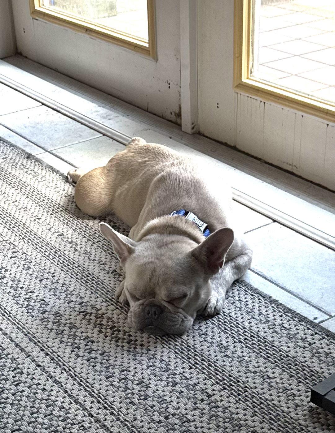 Delta, a Adoptable French Bulldog in Valrico, FL image 2/3