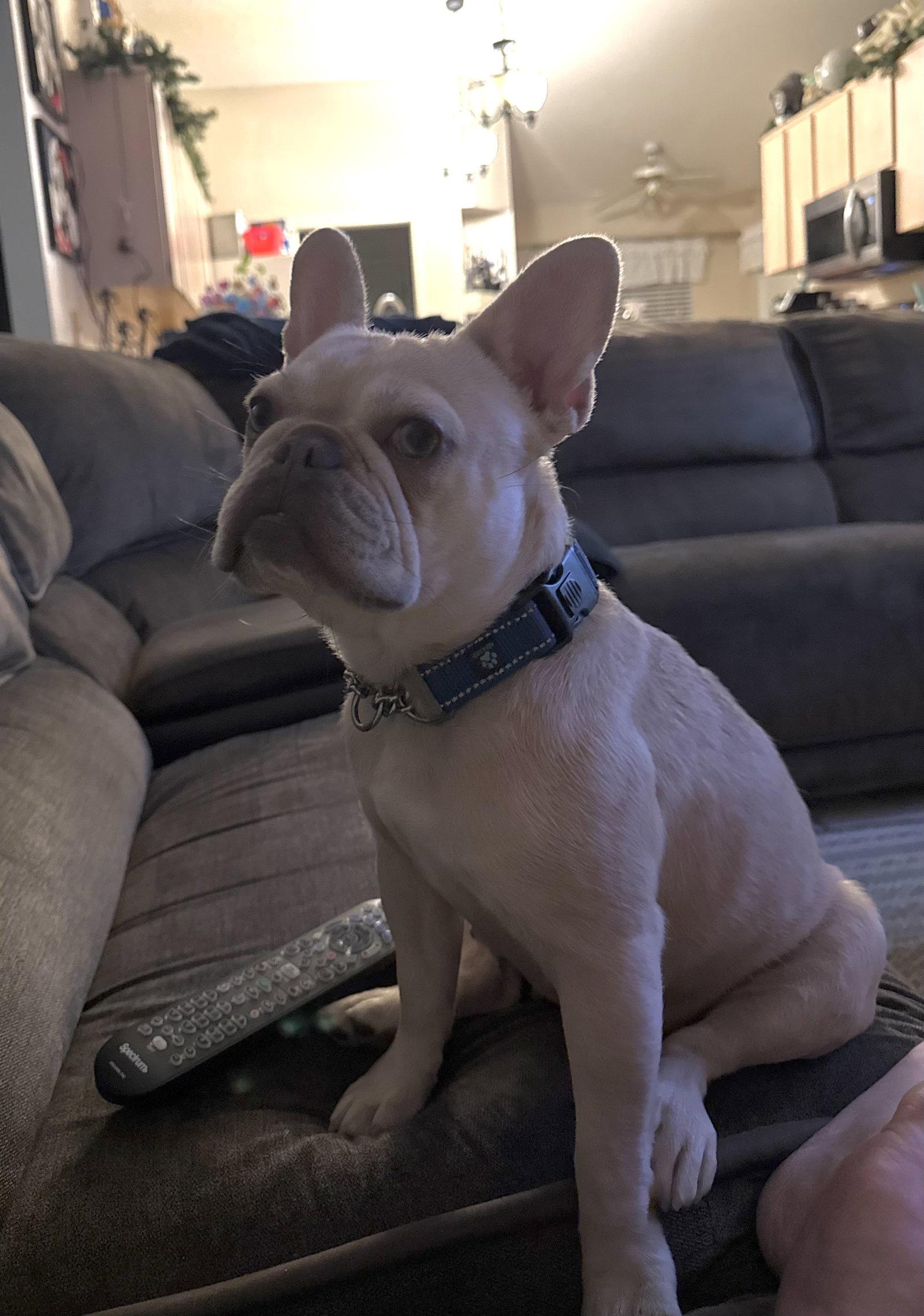 Delta, a Adoptable French Bulldog in Valrico, FL image 3/3