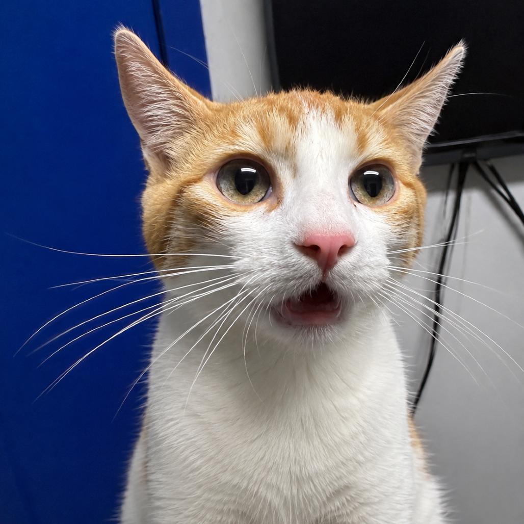 Enlarge Rocket, a Adoptable Domestic Short Hair in Wahiawa, HI image 1/2