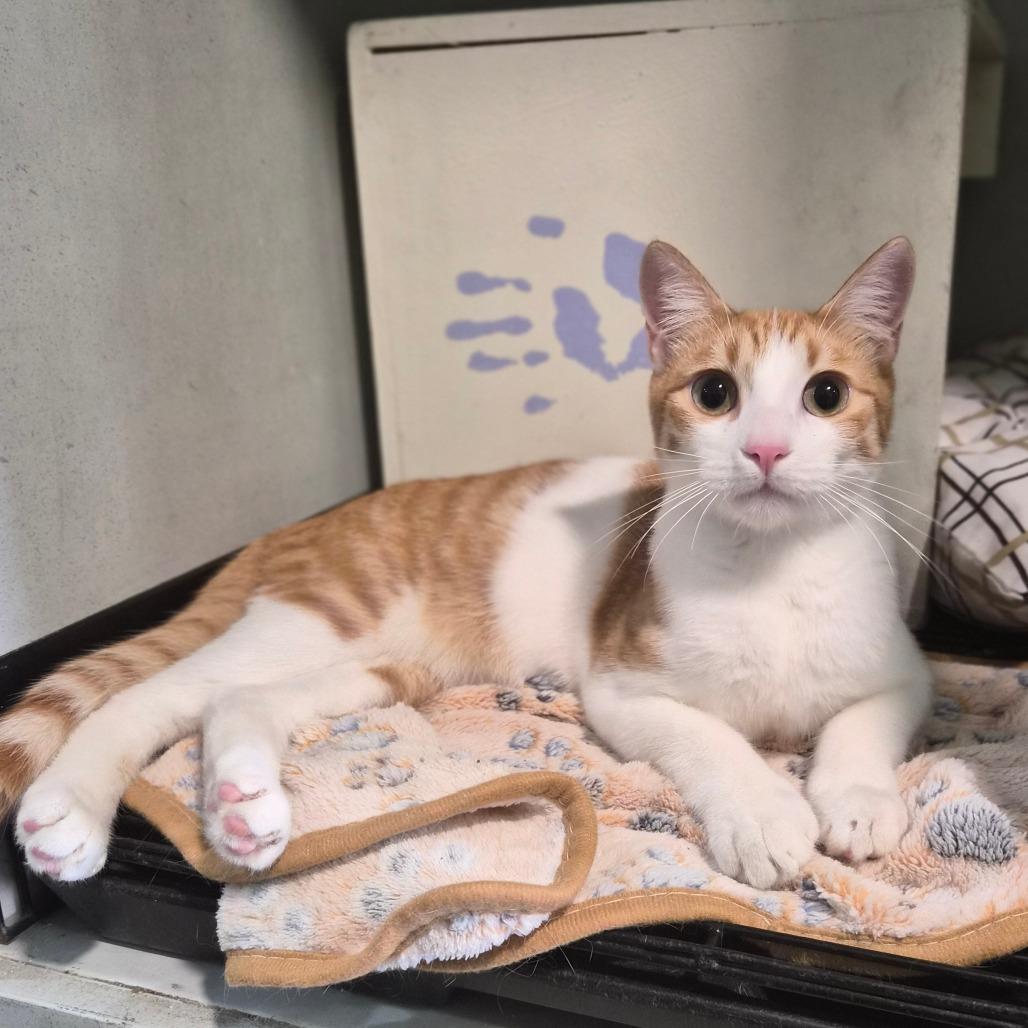 Enlarge Rocket, a Adoptable Domestic Short Hair in Wahiawa, HI image 2/2