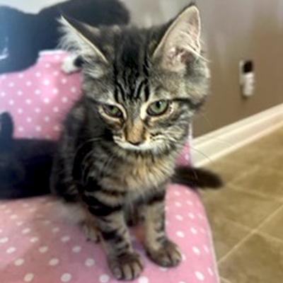 Enlarge Cinder, a ADOPTABLE Domestic Short Hair in Mississauga, ON image 2/6