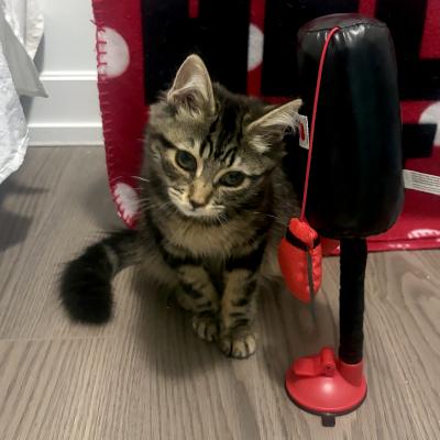 Enlarge Cinder, a ADOPTABLE Domestic Short Hair in Mississauga, ON image 4/6
