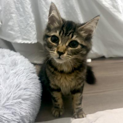 Cinder, ADOPTABLE, Kitten Female Domestic Short Hair.